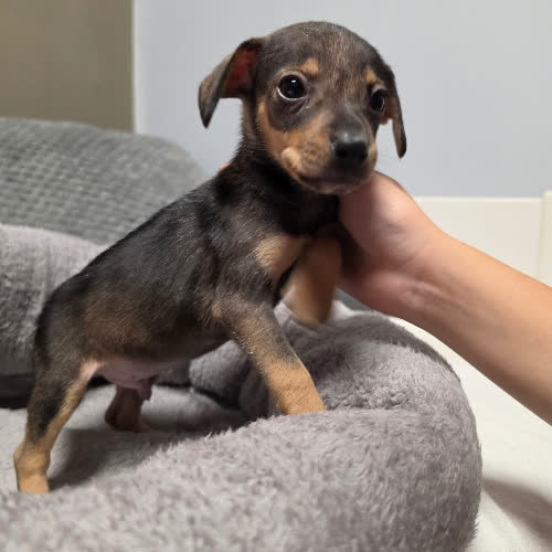 Psy ze schroniska do adopcji Stitch 