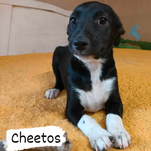 Psy ze schroniska do adopcji Cheetos