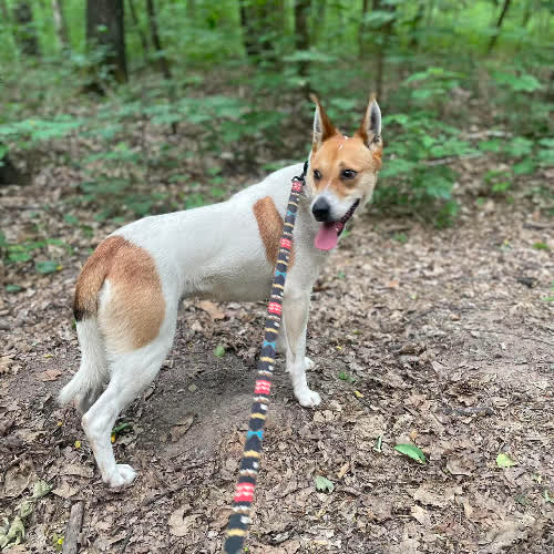 Psy ze schroniska do adopcji Sezamek