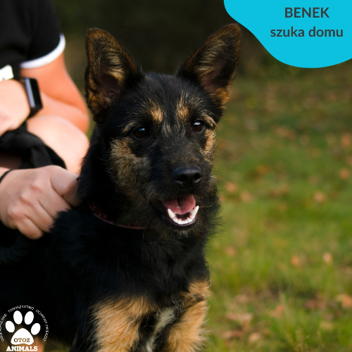 Psy ze schroniska do adopcji Benek