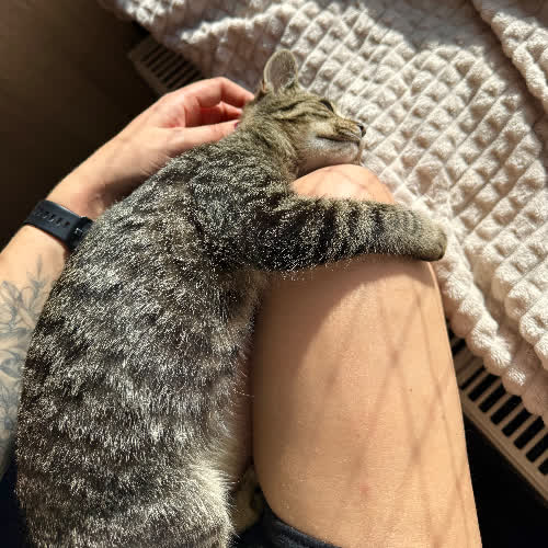 Koty ze schroniska do adopcji Miecio