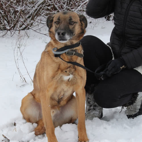 Psy ze schroniska do adopcji Szarik 391