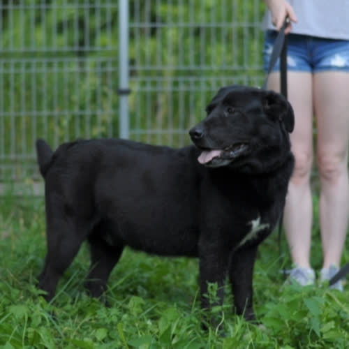 Psy ze schroniska do adopcji Demens