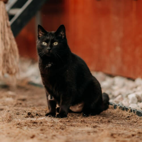 Koty ze schroniska do adopcji Cola