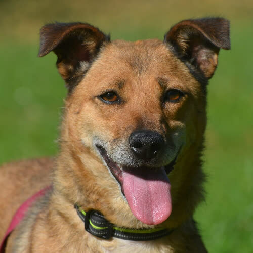 Psy ze schroniska do adopcji Greta 