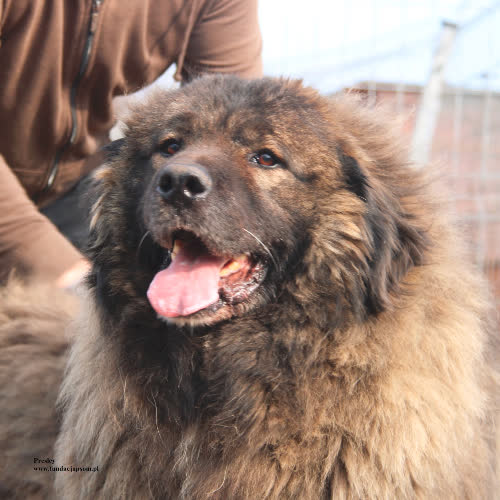 Psy ze schroniska do adopcji Presley