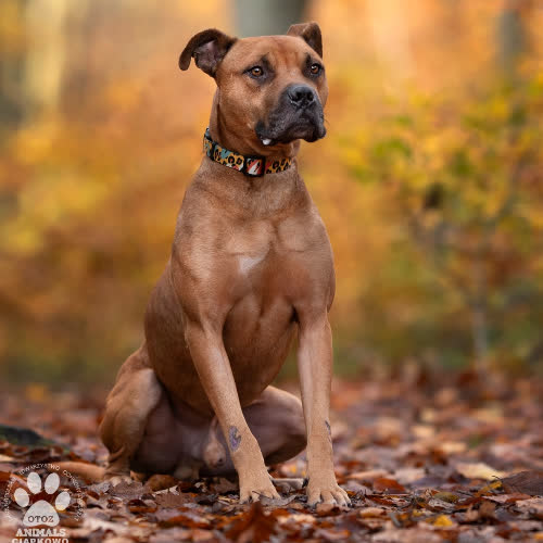 Psy ze schroniska do adopcji Bred