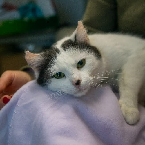 Koty ze schroniska do adopcji Zdzisia