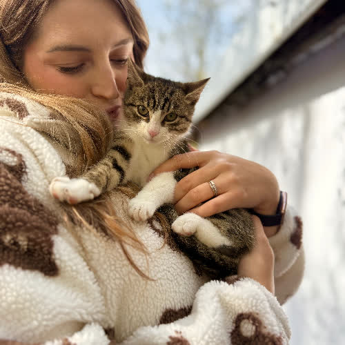 Koty ze schroniska do adopcji Pralinka