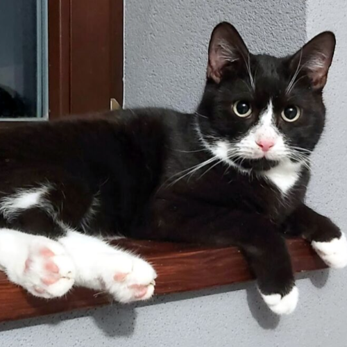 Koty ze schroniska do adopcji Figaro
