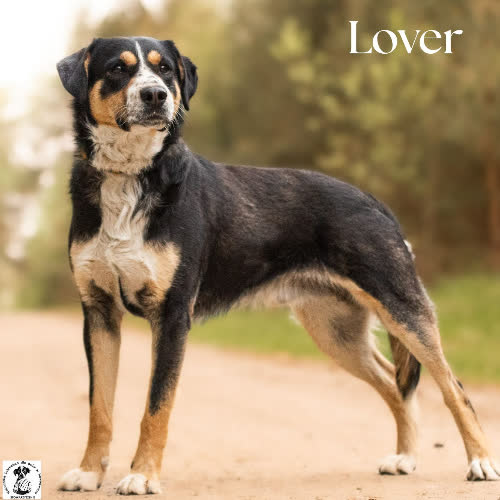 Psy ze schroniska do adopcji Pojętny LOVER