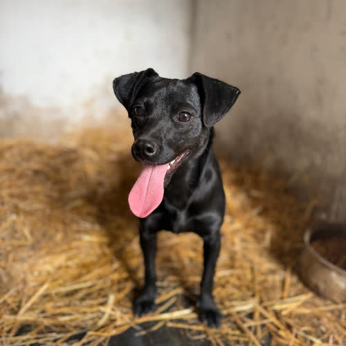Psy ze schroniska do adopcji Molly