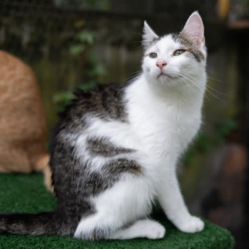 Koty ze schroniska do adopcji Skwarek