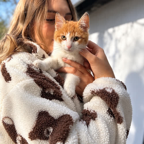 Koty ze schroniska do adopcji Nugat 
