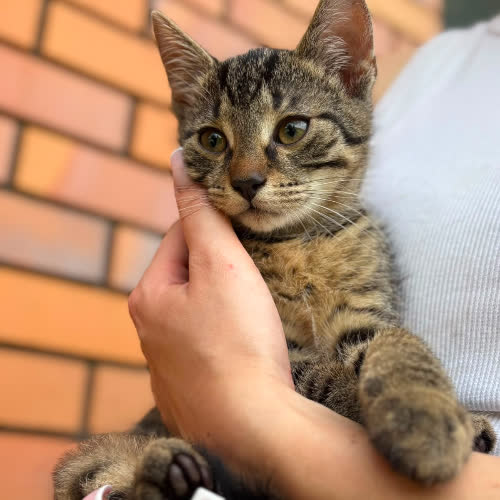 Koty ze schroniska do adopcji Kobi