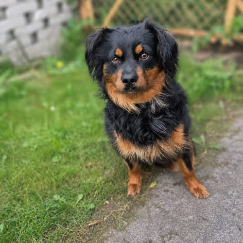 Psy ze schroniska do adopcji Roki