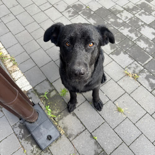 Psy ze schroniska do adopcji Czempion