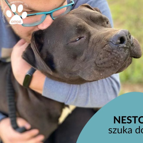 Psy ze schroniska do adopcji Nestor