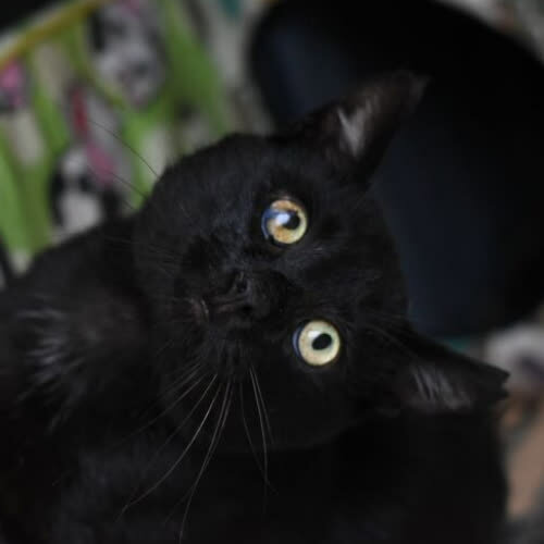 Koty ze schroniska do adopcji Hashi