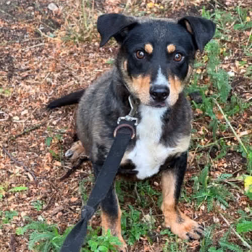 Psy ze schroniska do adopcji Mix Jamnik