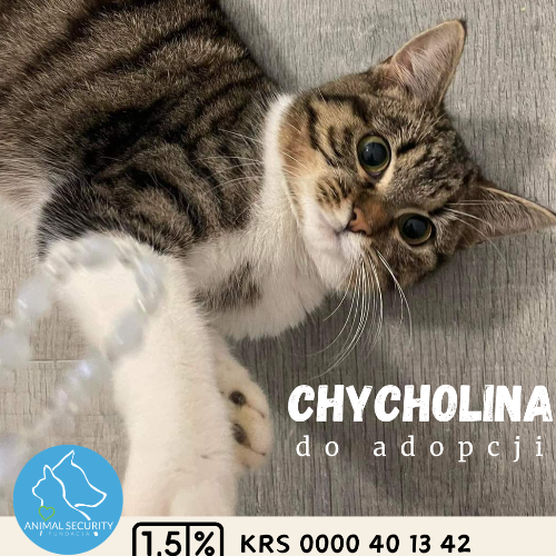 Koty ze schroniska do adopcji Chycholina