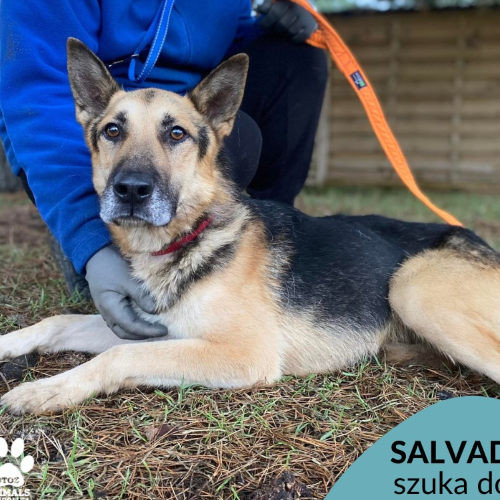 Psy ze schroniska do adopcji Salvador