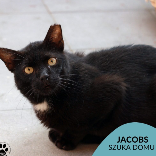 Koty ze schroniska do adopcji Jacobs