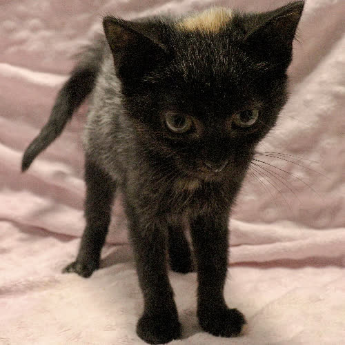 Koty ze schroniska do adopcji Delia