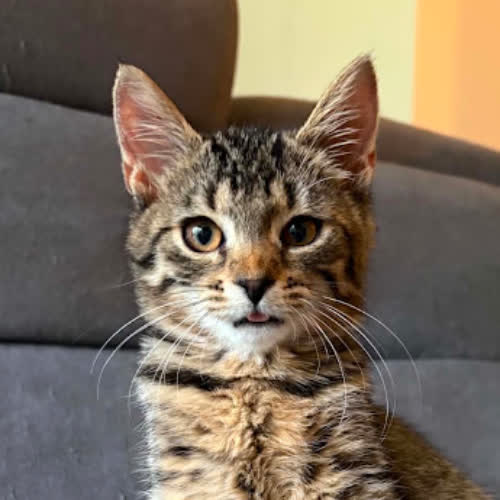 Koty ze schroniska do adopcji Freja