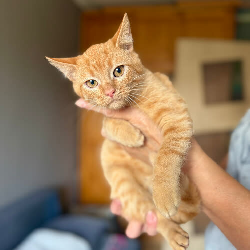Koty ze schroniska do adopcji Fiołek