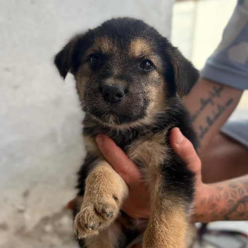 Psy ze schroniska do adopcji Jeżyk