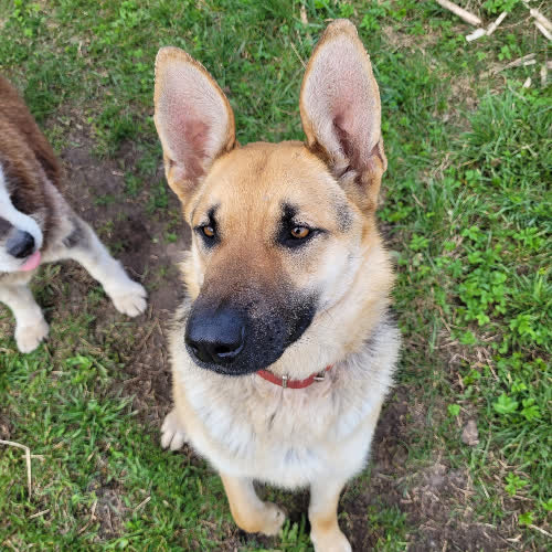Psy ze schroniska do adopcji Pamela