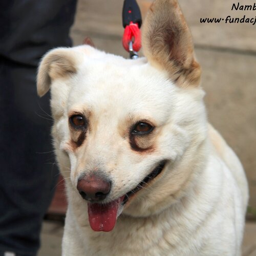 Psy ze schroniska do adopcji Nambia