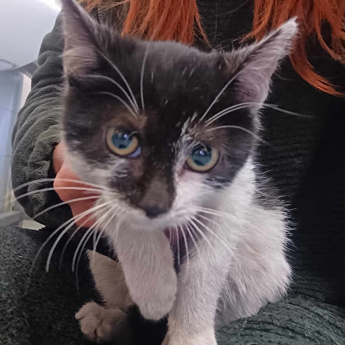 Koty ze schroniska do adopcji Geneza