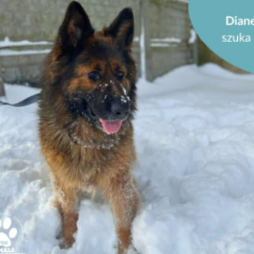 Psy ze schroniska do adopcji Dianeczka