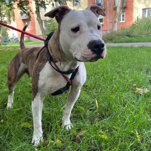 Psy ze schroniska do adopcji Albana