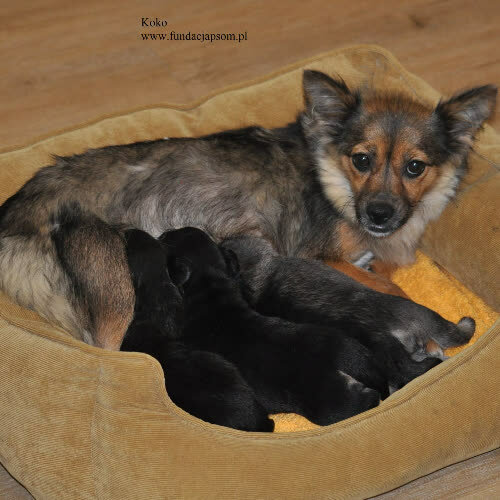 Psy ze schroniska do adopcji Koko
