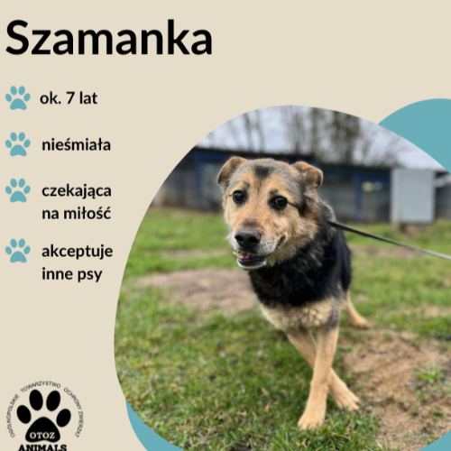 Psy ze schroniska do adopcji Szamanka