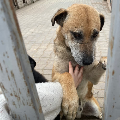 Psy ze schroniska do adopcji Imbir
