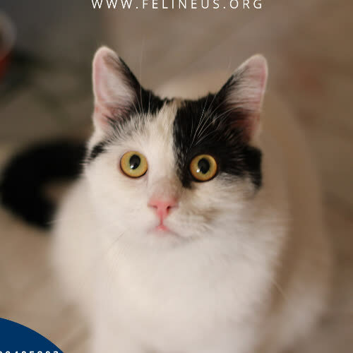 Koty ze schroniska do adopcji Tom