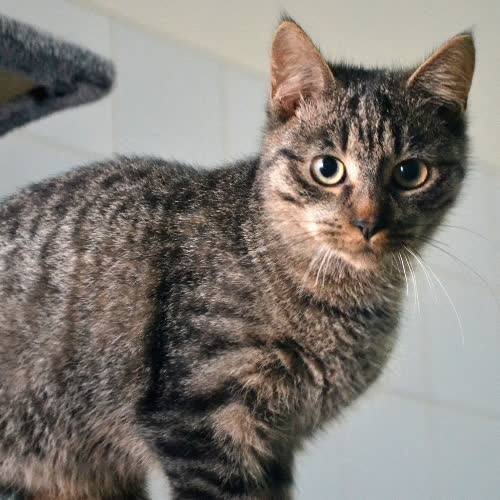Koty ze schroniska do adopcji Niunio1