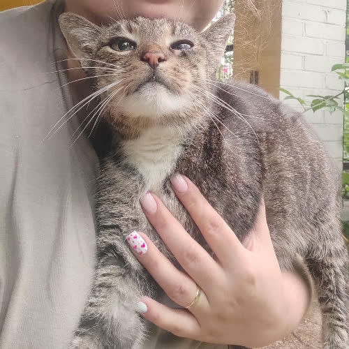 Koty ze schroniska do adopcji Mysza
