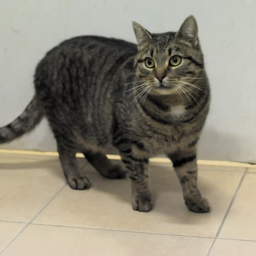 Koty ze schroniska do adopcji Zeus