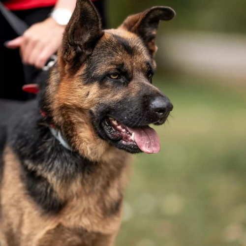Psy ze schroniska do adopcji Bałkan