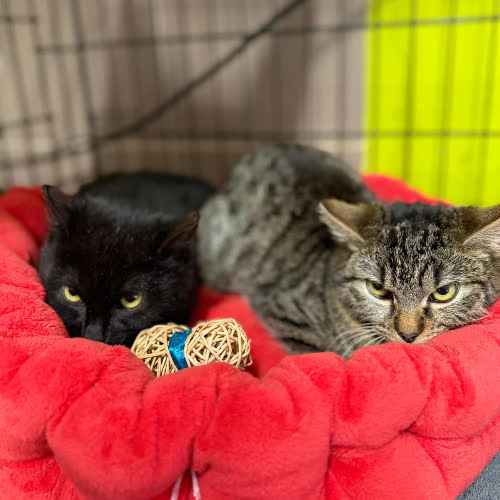Koty ze schroniska do adopcji Diana i Dina