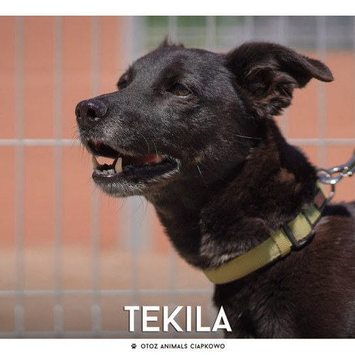 Psy ze schroniska do adopcji Tekila