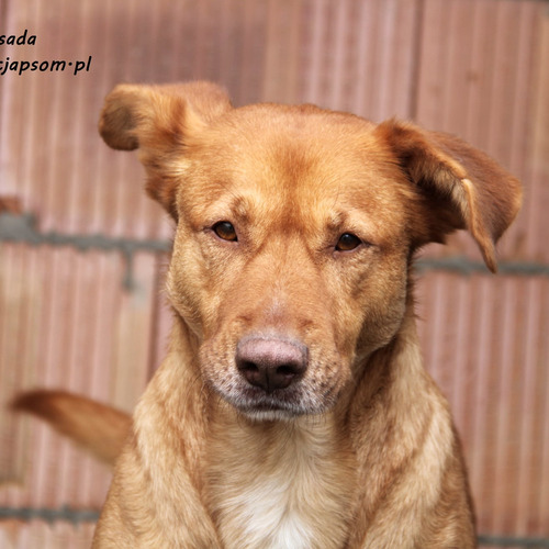 Psy ze schroniska do adopcji Ambasada