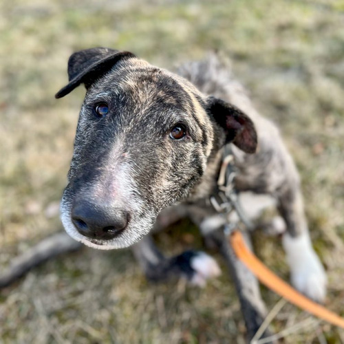 Psy ze schroniska do adopcji Melanż